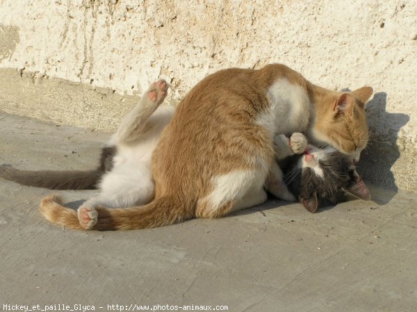 Photo de Chat domestique