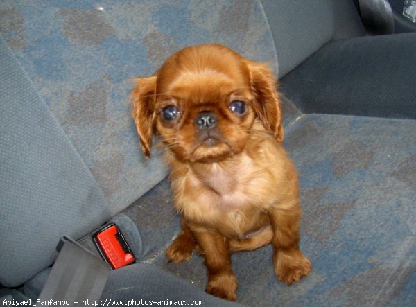 Photo de King charles spaniel