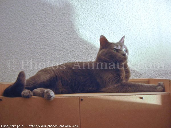 Photo de Chartreux