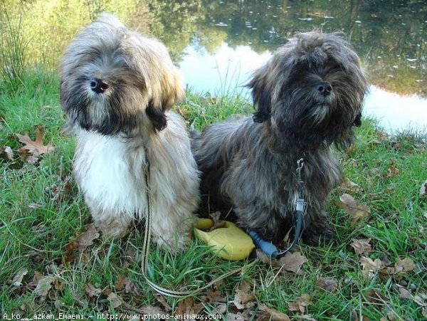 Photo de Lhassa apso