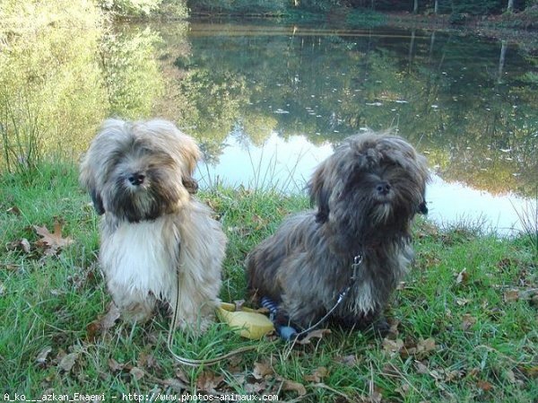 Photo de Lhassa apso