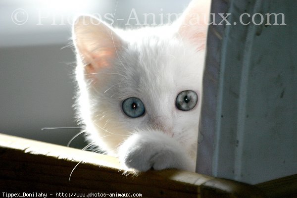 Photo d'Angora turc