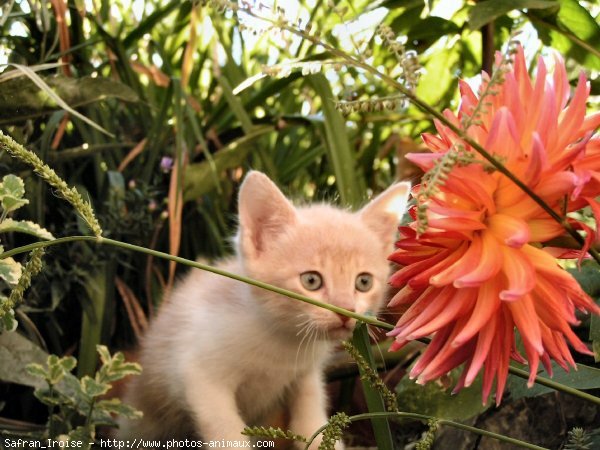 Photo de Chat domestique