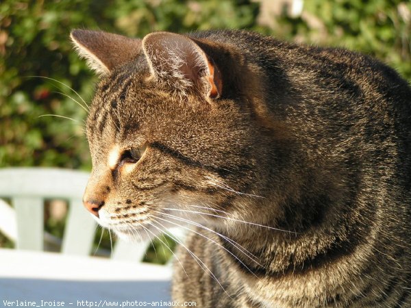 Photo de Croisement