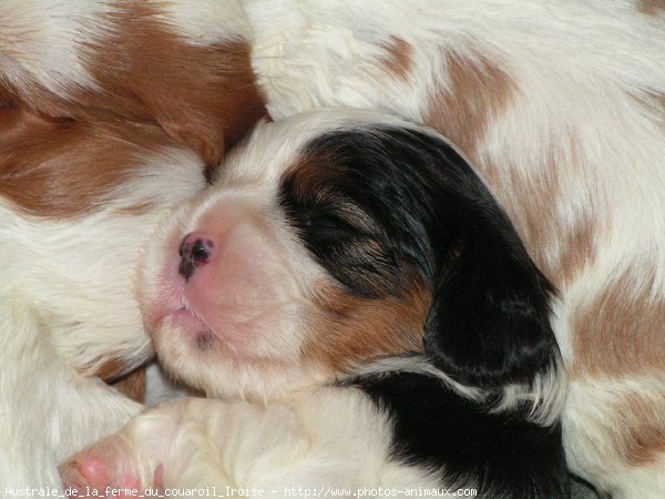 Photo de Cavalier king charles spaniel