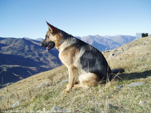 Photo de Berger allemand  poil court