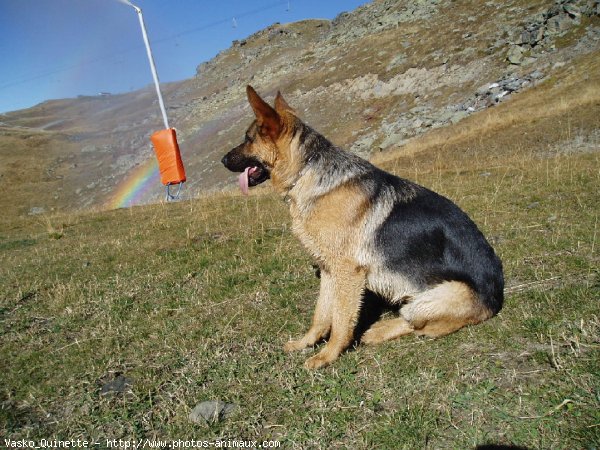 Photo de Berger allemand  poil court