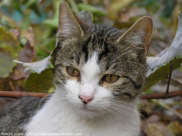 Photo de Chat domestique