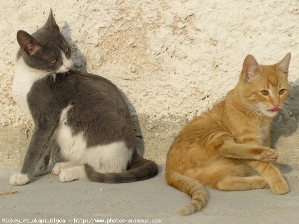 Photo de Chat domestique