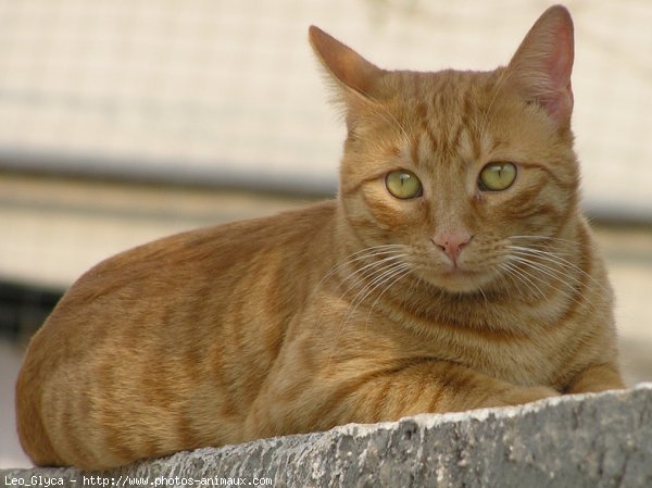 Photo de Chat domestique