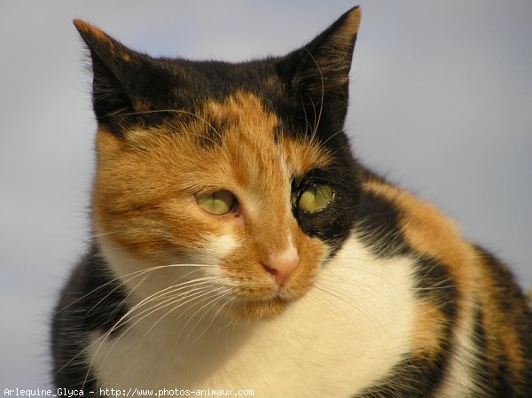 Photo de Chat domestique