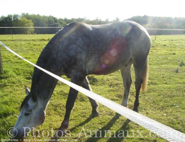 Photo de Poney franais de selle