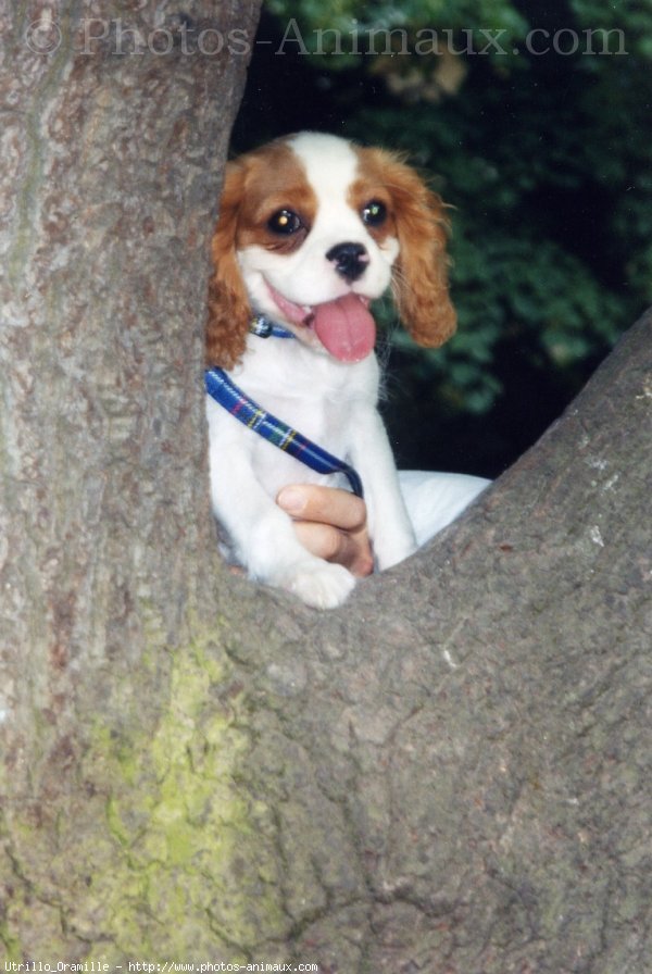 Photo de Cavalier king charles spaniel