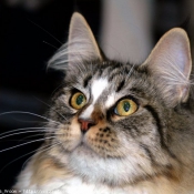 Photo de Maine coon