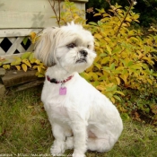 Photo de Shih tzu