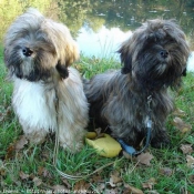 Photo de Lhassa apso