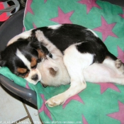 Photo de Cavalier king charles spaniel