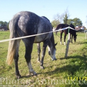 Photo de Poney franais de selle