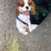 Photo de Cavalier king charles spaniel