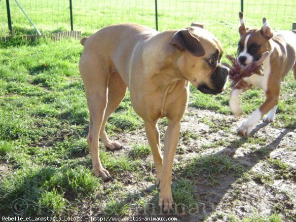 Photo de Boxer