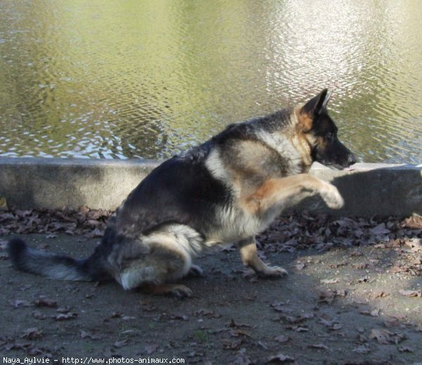 Photo de Berger allemand  poil court