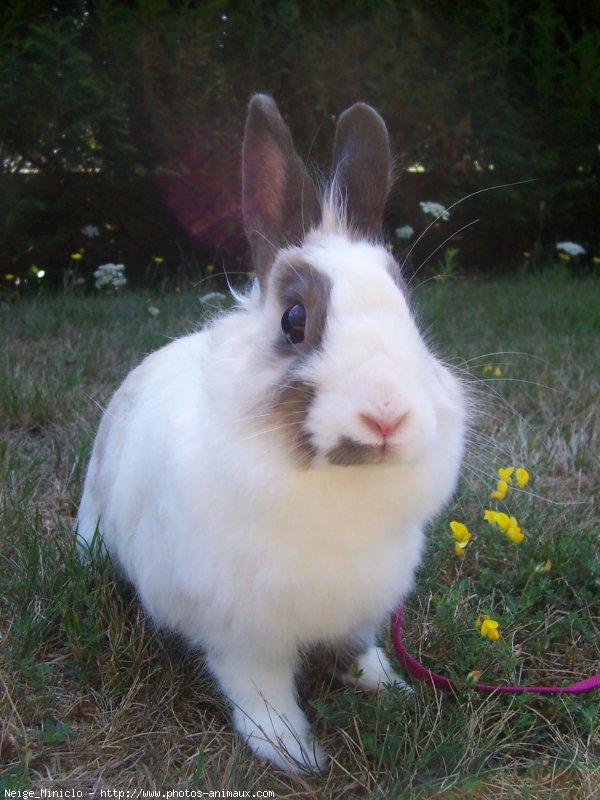 Photo de Lapin