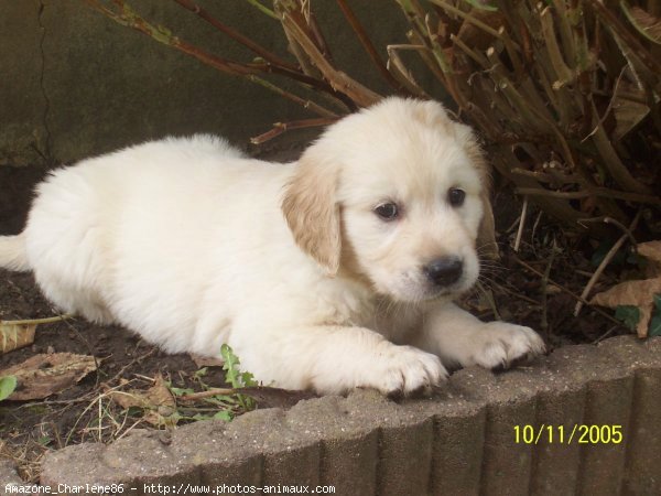 Photo de Golden retriever