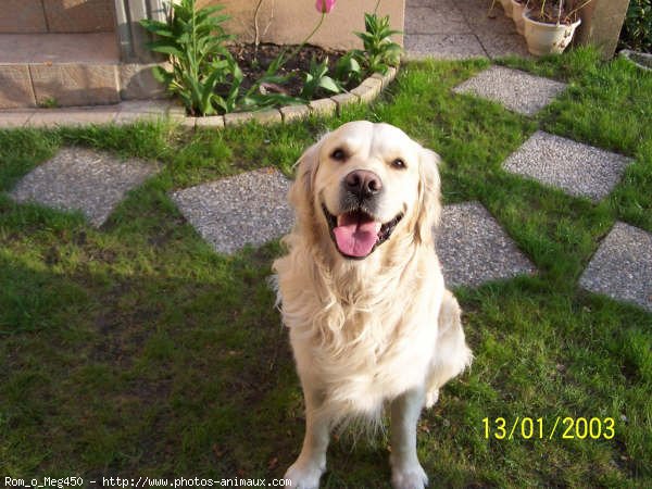 Photo de Golden retriever