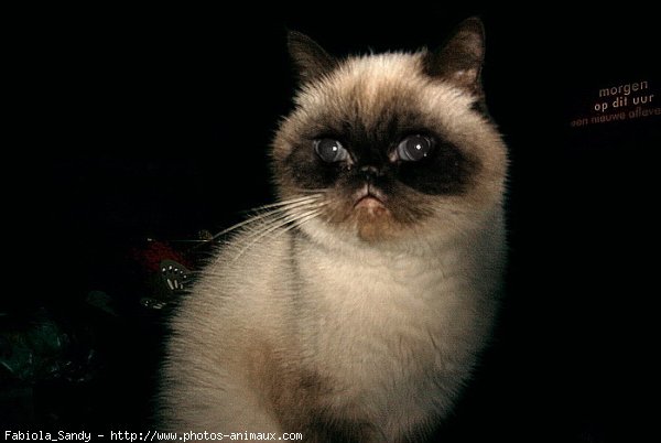 Photo d'Exotic shorthair