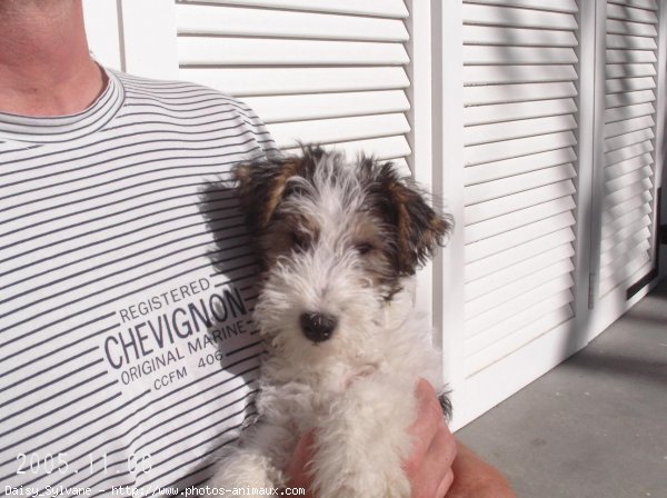 Photo de Fox terrier  poil dur