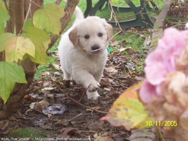 Photo de Golden retriever