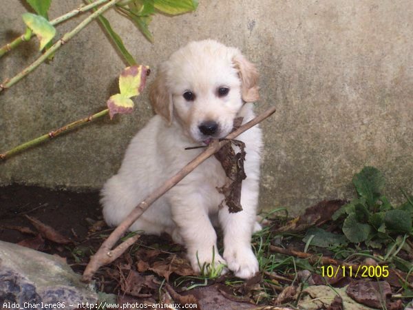 Photo de Golden retriever