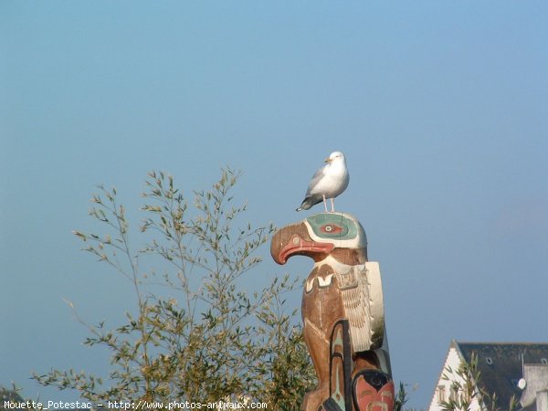 Photo de Mouette