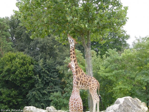 Photo de Girafe