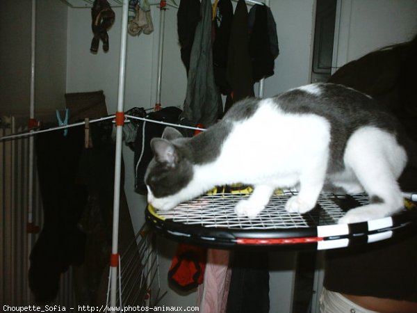 Photo de Chat domestique