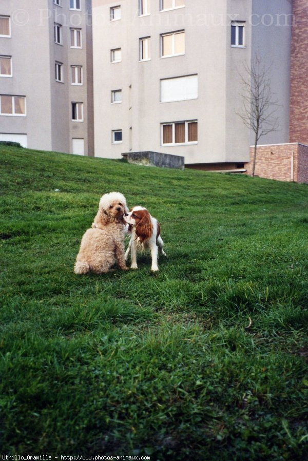 Photo de Cavalier king charles spaniel