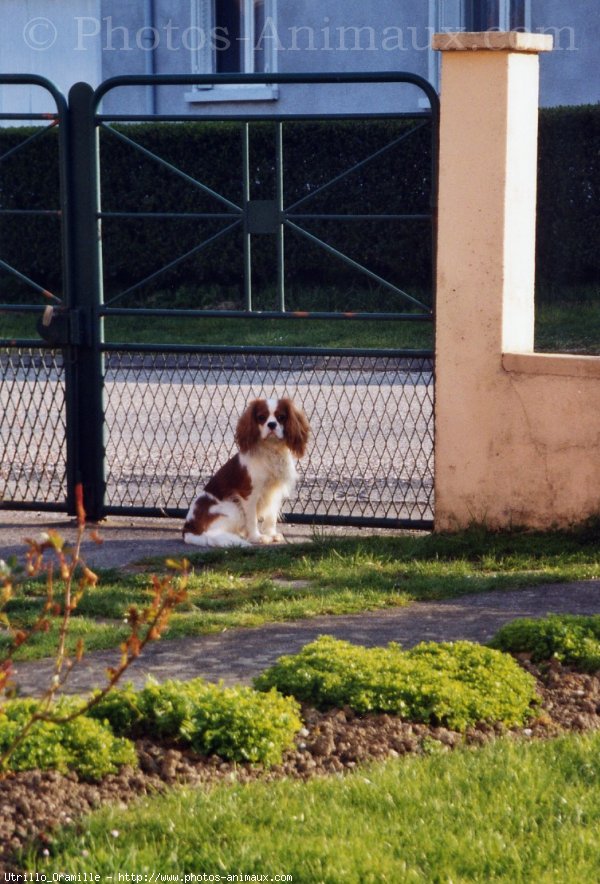 Photo de Cavalier king charles spaniel