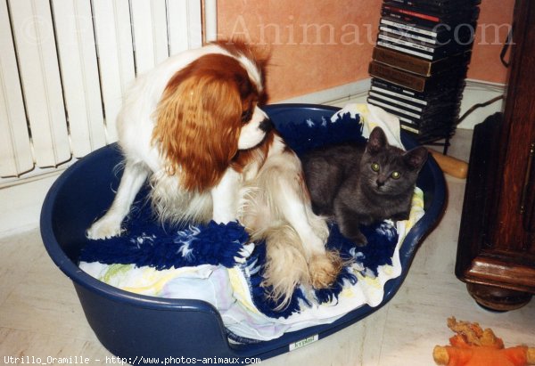 Photo de Cavalier king charles spaniel