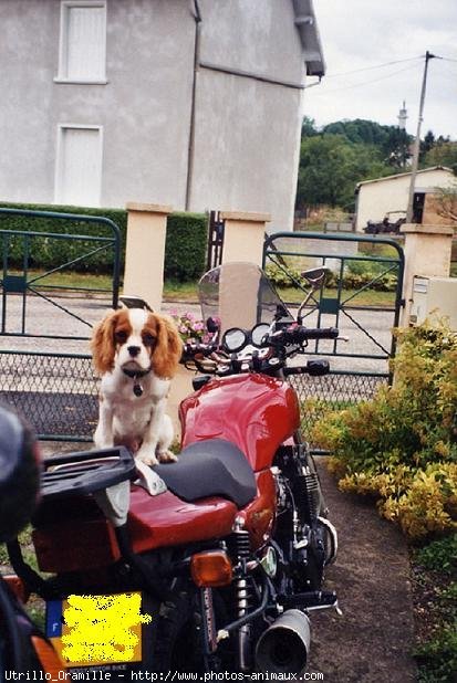 Photo de Cavalier king charles spaniel