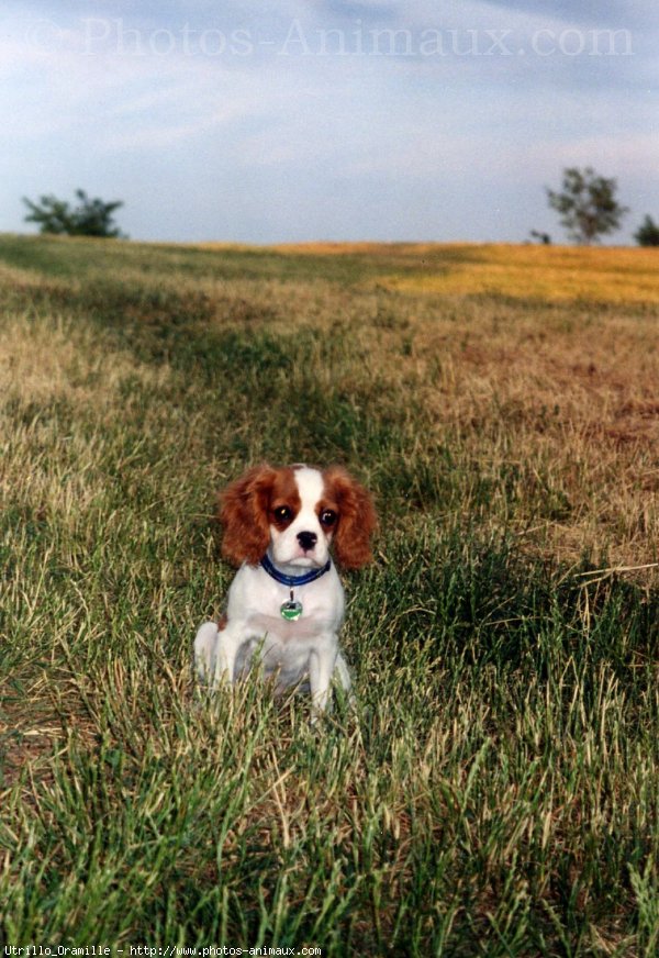 Photo de Cavalier king charles spaniel