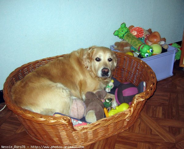 Photo de Golden retriever