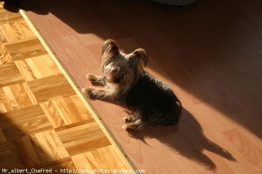 Photo de Yorkshire terrier