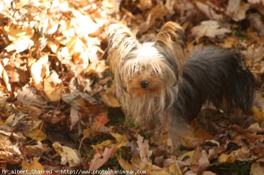 Photo de Yorkshire terrier