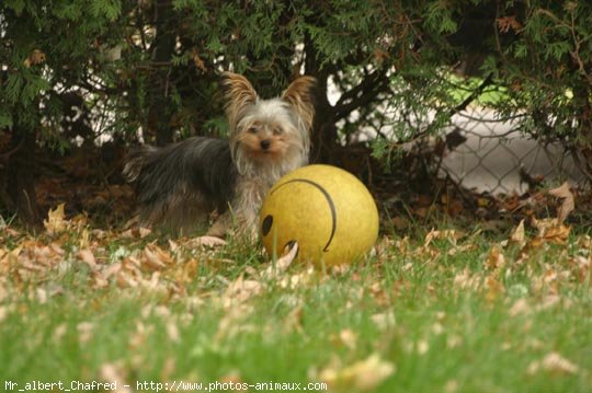 Photo de Yorkshire terrier