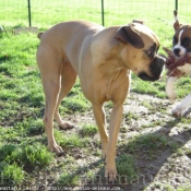 Photo de Boxer