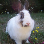 Photo de Lapin