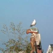 Photo de Mouette