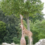 Photo de Girafe