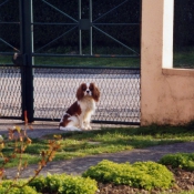 Photo de Cavalier king charles spaniel