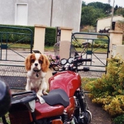 Photo de Cavalier king charles spaniel